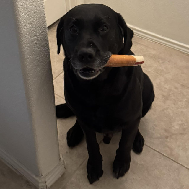 More Bones for Riley