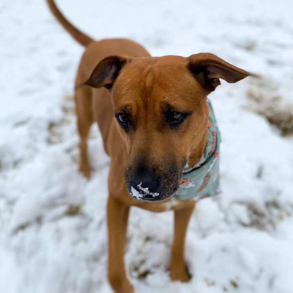 Luna Fund!