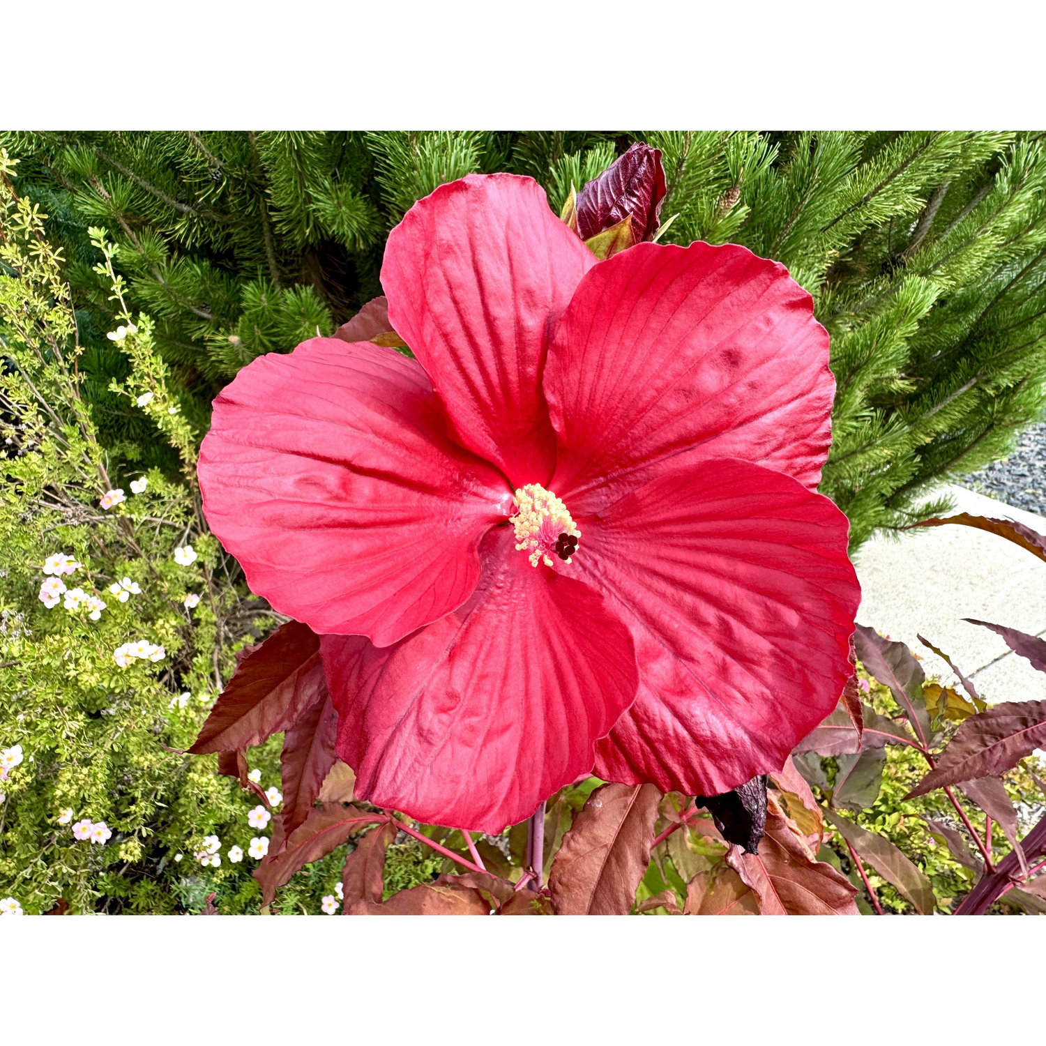 Midnight Marvel Hibiscus, our official wedding flower.