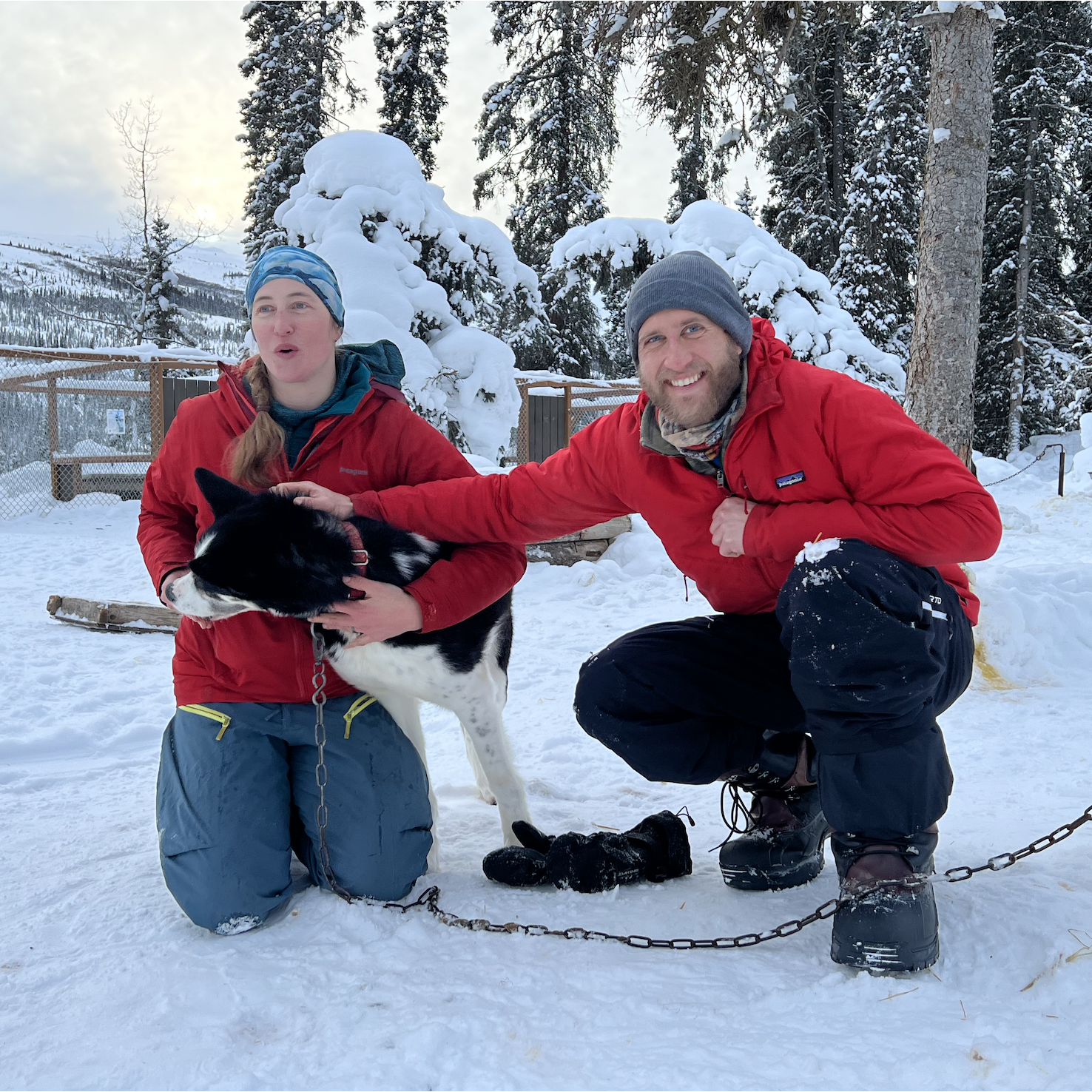Our first time visiting Prusik in the Denali Kennels after we decided to adopt him! Prusik was busy trying to extract more caribou treats from Sarah's pocket.