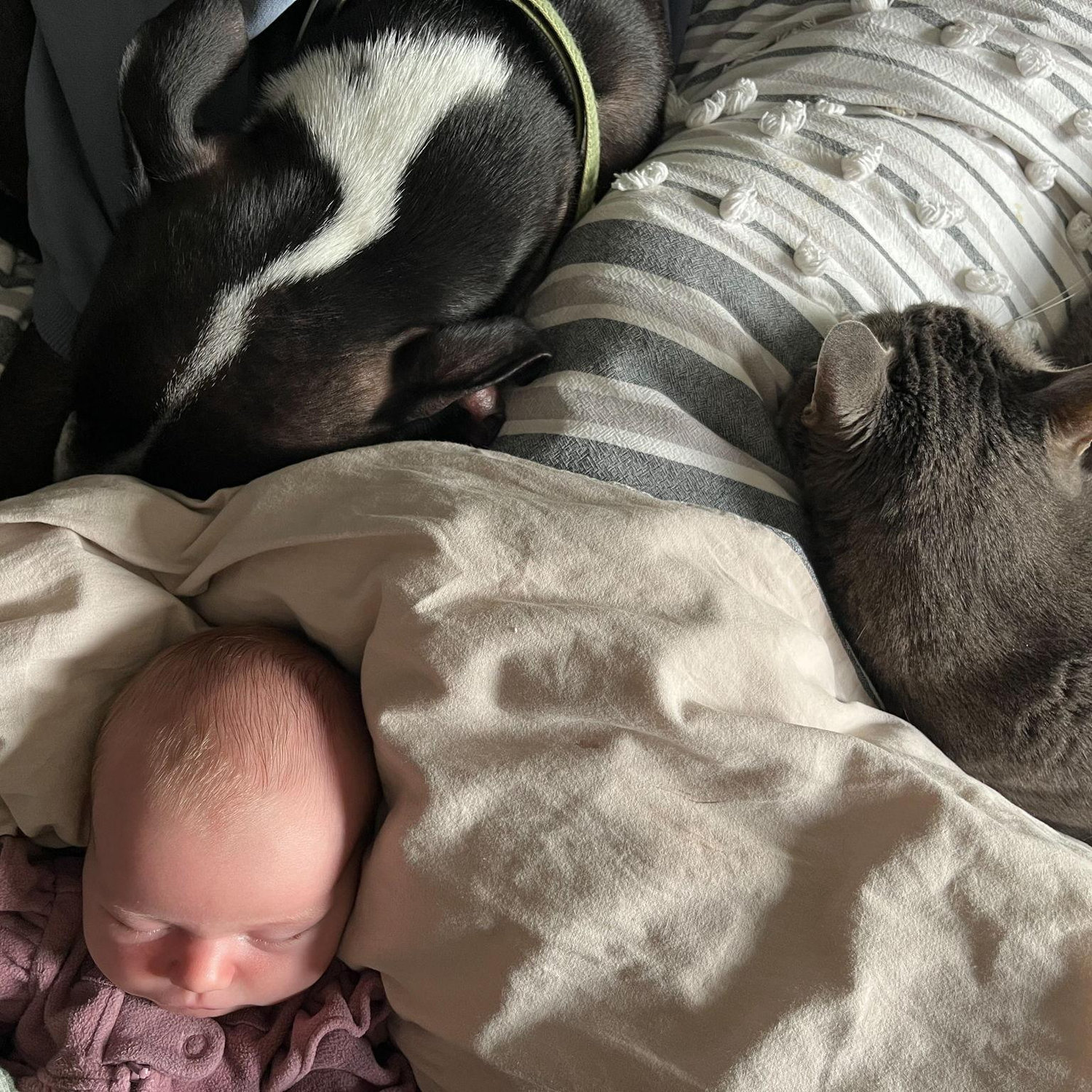 Oscar, Ollivander, and Otis are adjusting well to the new family member and enjoying the snuggles