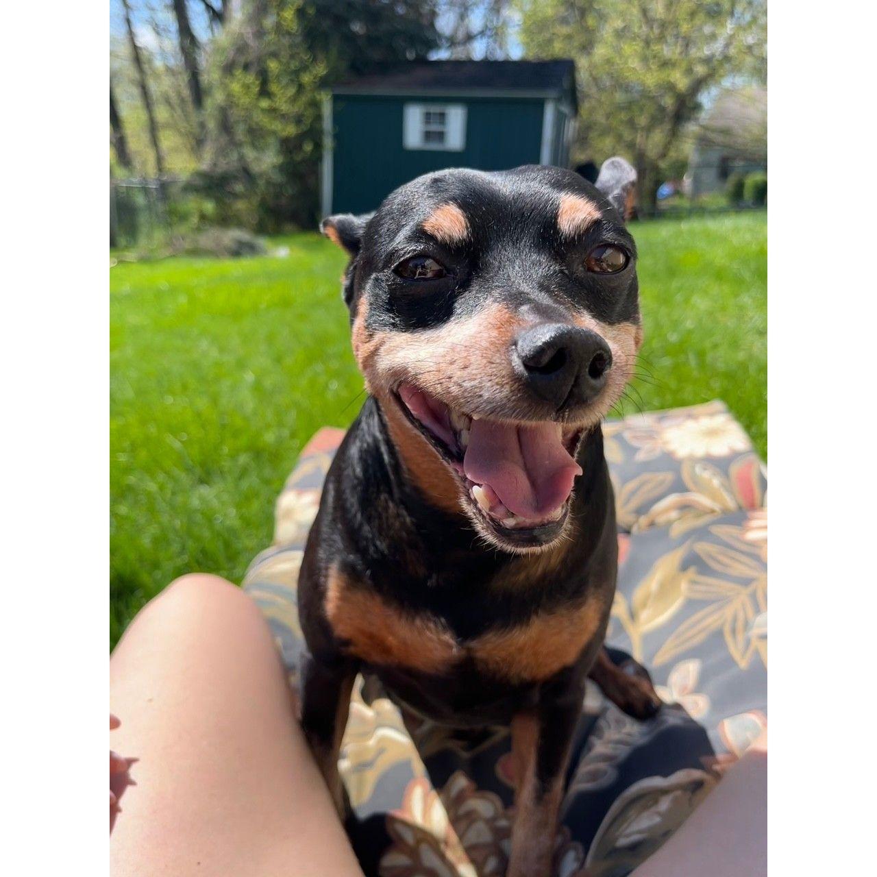 Little love, Bentley. Our Miniature Pinscher cutie!