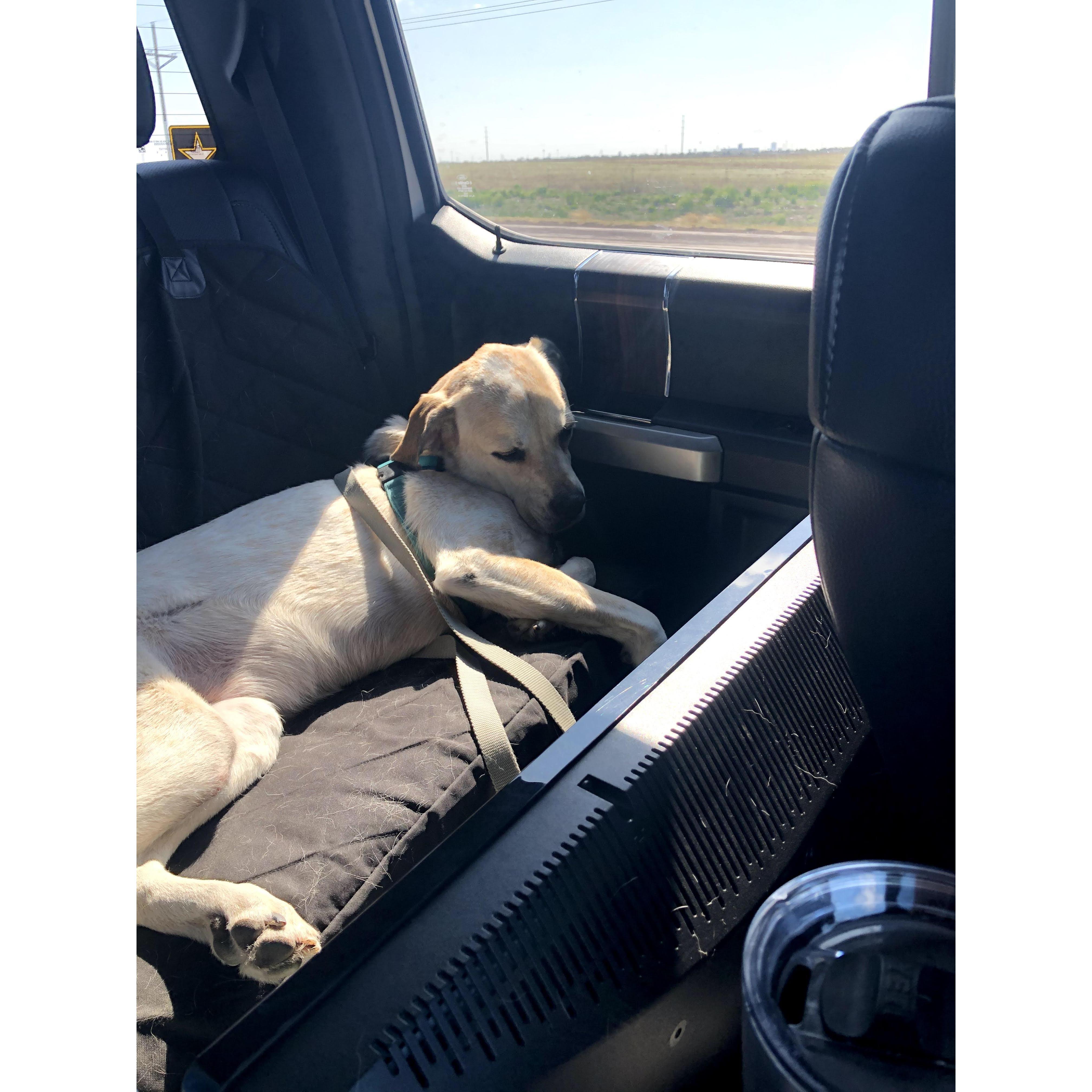 Rosie really enjoys road trips!