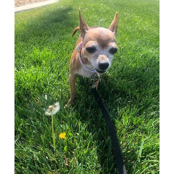 Our Fur Baby, Chacha!