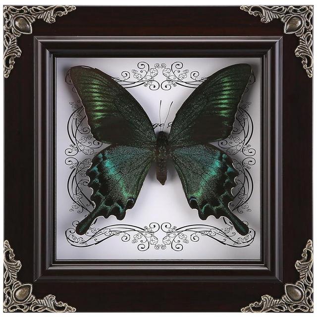 Real Butterfly Framed Handmade, Taxidermy Butterfly Shadow Box Collection, Framed Butterfly Taxidermy for Gothic Home Decor (A_Green-Banded Queen Butterfly)