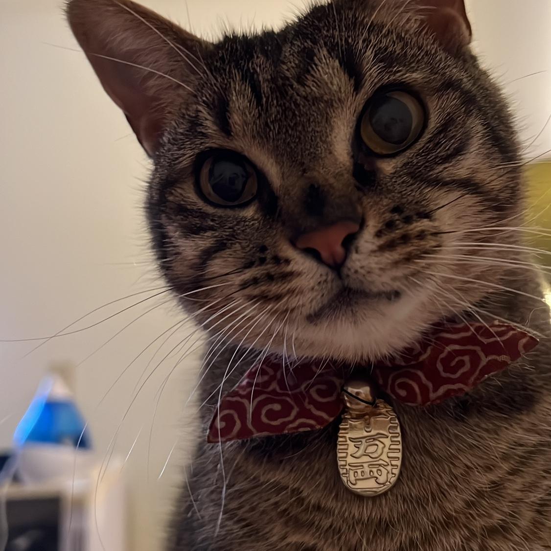 Our sweet little cat Silver