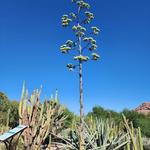 Desert Botanical Garden
