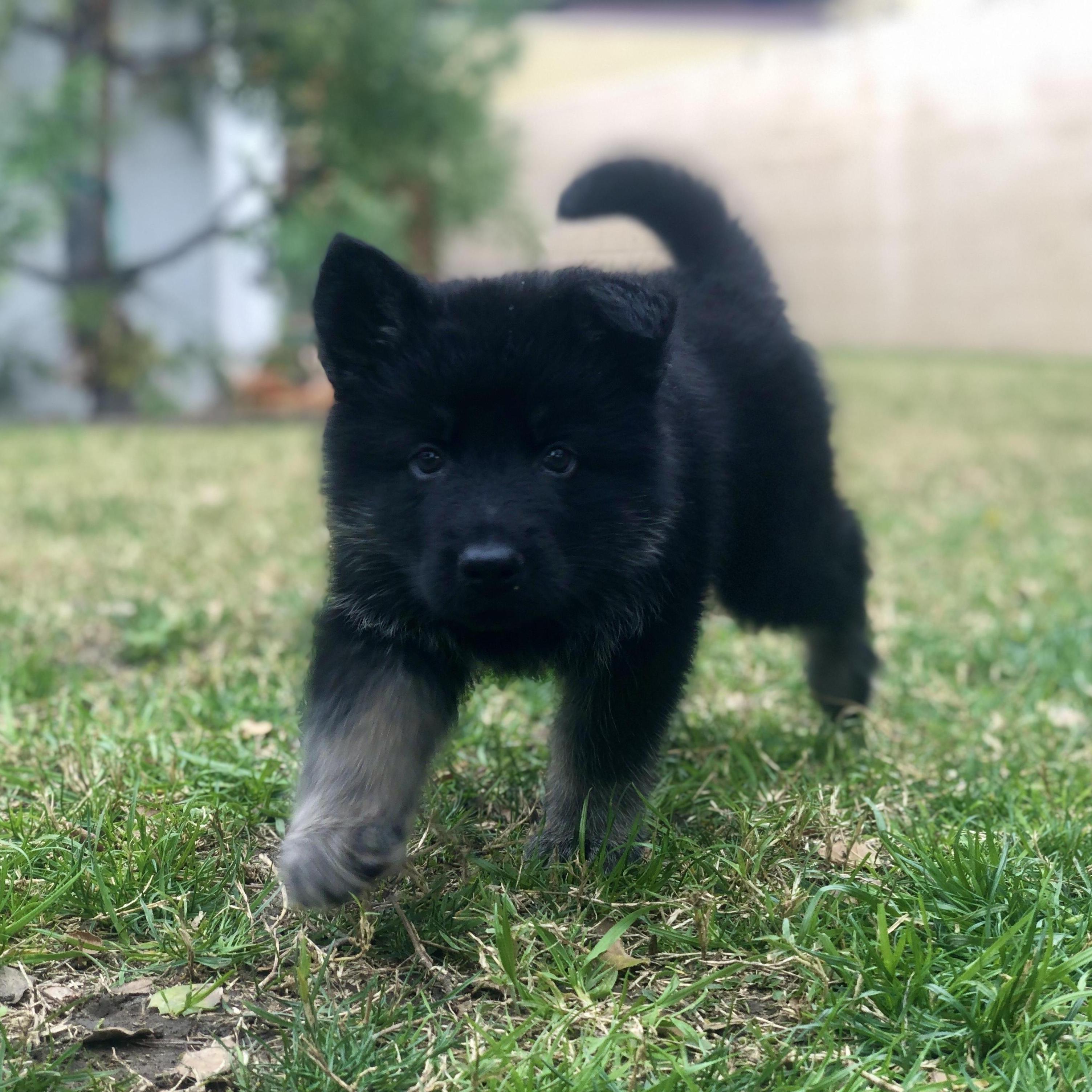 Frida had more energy than either of us could match, so we went searching for a little brother and future guard dog. We found this intimidating ball of fury and named him Diego after Frida's soulmate.