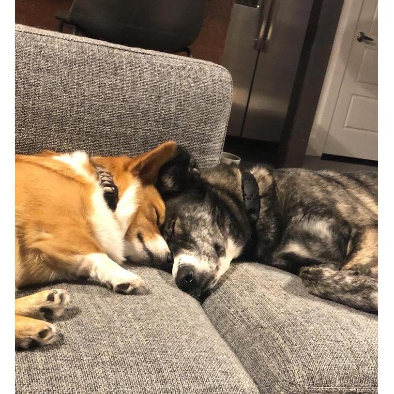 Our doggos just because