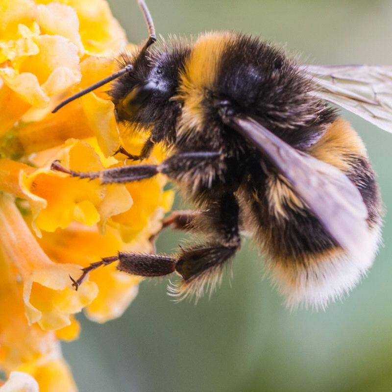 Clark Bee Fund