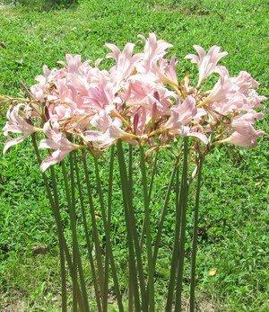 3 Bareroot Pink Spider Lily/Surprise Lily/Naked Lady Lily/Resurrection Lily/August Lily/Raidanti Squamigera