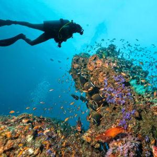 Live Aboard & Scuba