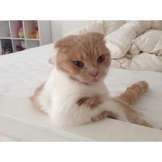 A very cute cat that we babysat for a couple of months.