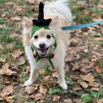 Dog Halloween Parade & Costume Contest @ McGolrick Park Pavillion