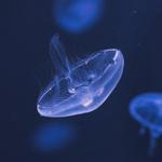 North Carolina Aquarium at Fort Fisher