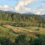 Whaleback Vineyard