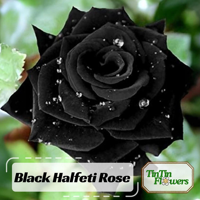 15+ Seeds| Black Halfeti Perennial Rose Seeds - Flower - Cold Resistant - Open-Pollinating - Perennial- Bloom in Spring/ Summer/ Fall #1052