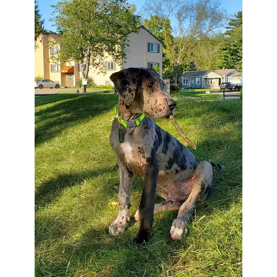 Our Baby Dozer