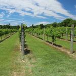 Cascia Vineyards & Winery