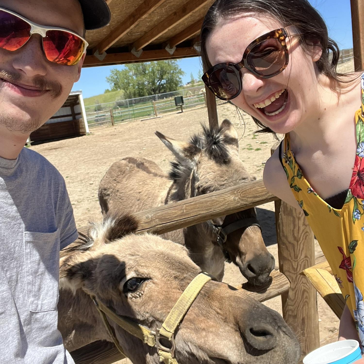 A Zedonkey (center) at Babby Farms