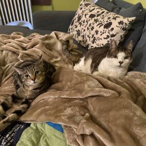 Cat Happiness Fund