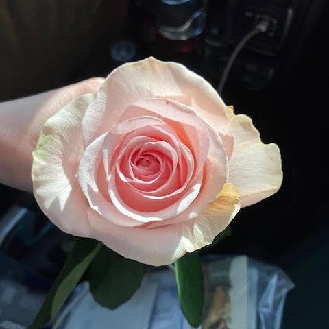 The rose we got when we venerated the relics of the Little Flower