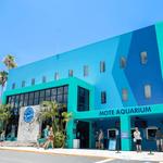 Mote Marine Laboratory & Aquarium