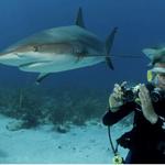 Two Tank Professional Shark Diving in Nassau