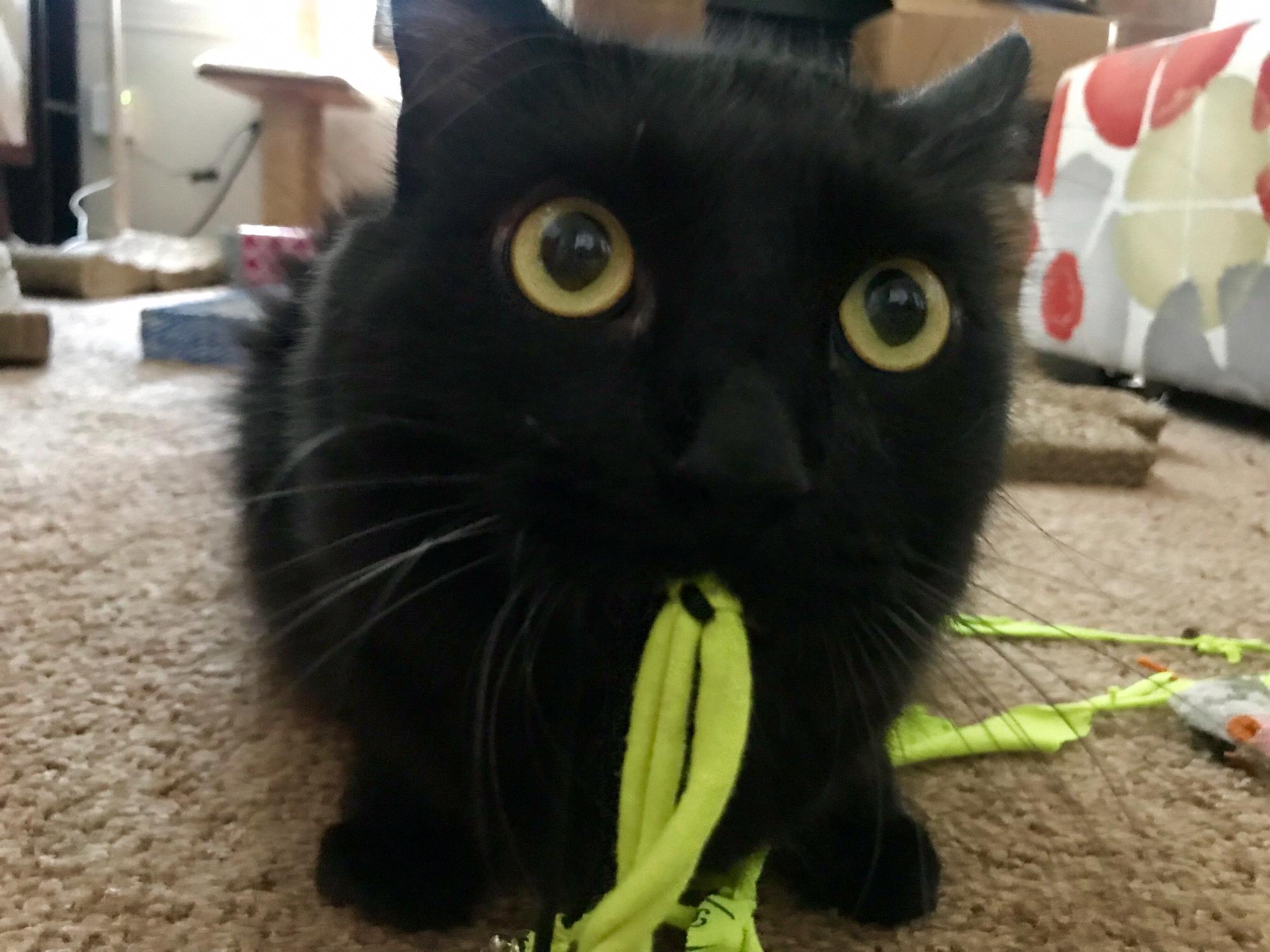 The baby of the family, Kami Cat... also called Squeakers