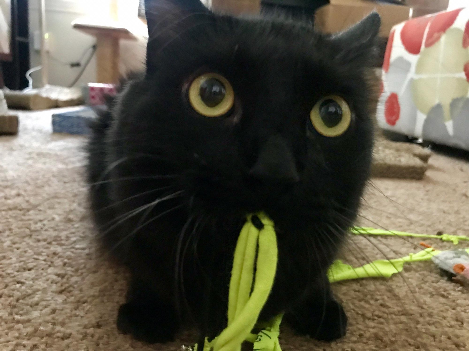 The baby of the family, Kami Cat... also called Squeakers