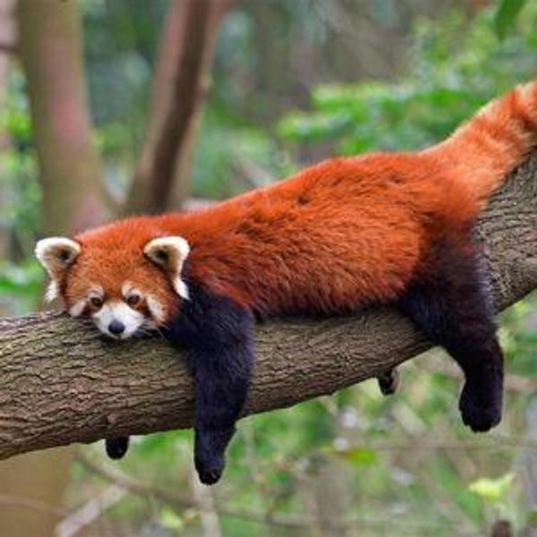 Red Panda Meet and Feed