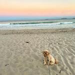 Jupiter Dog Beach
