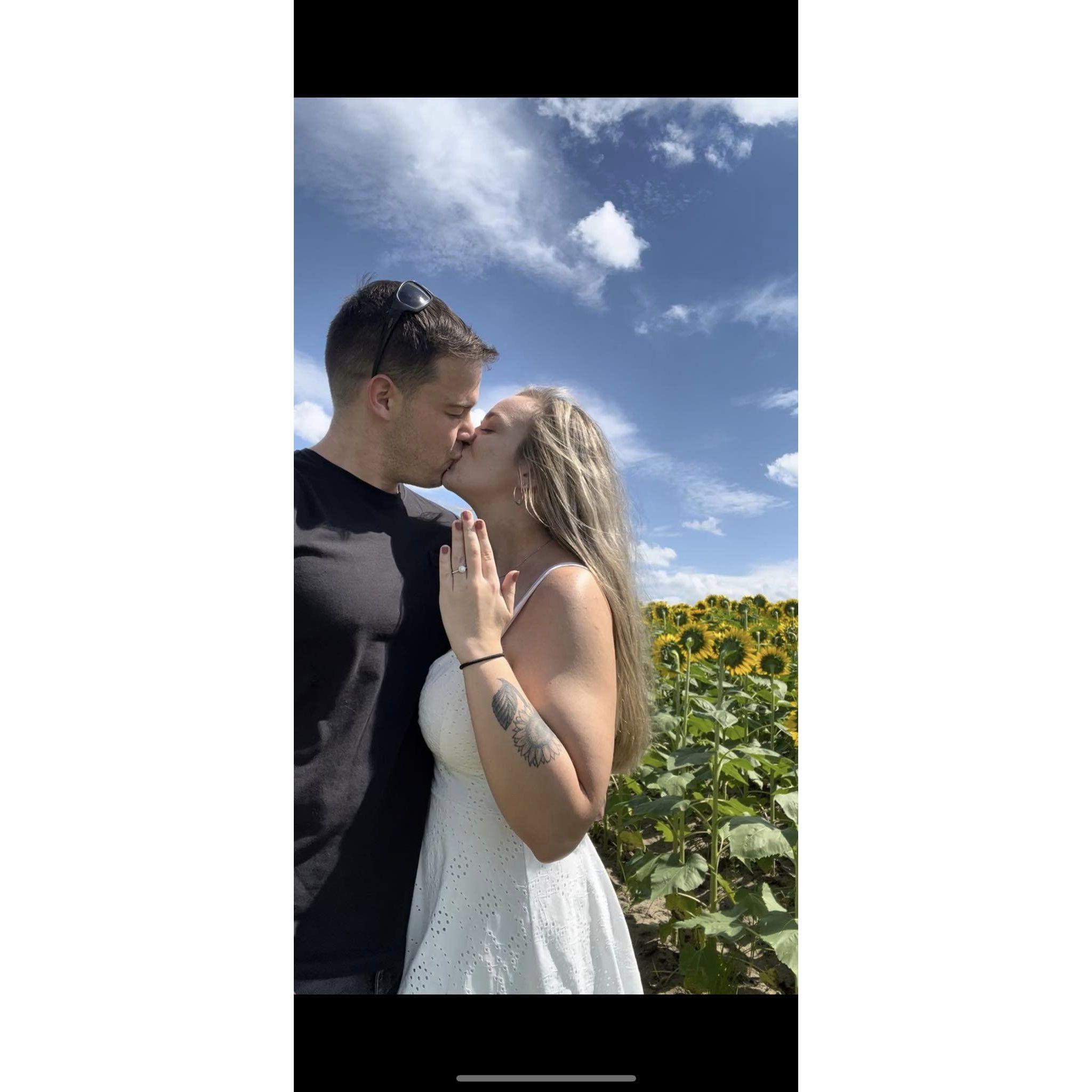 Engagement proposal in a field of sunflowers in Clermont, FL.