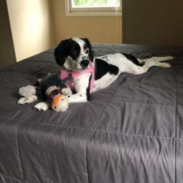 Mattress Fund