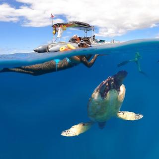Afternoon Turtle Snorkel Tour for 2 - Lahaina, HI