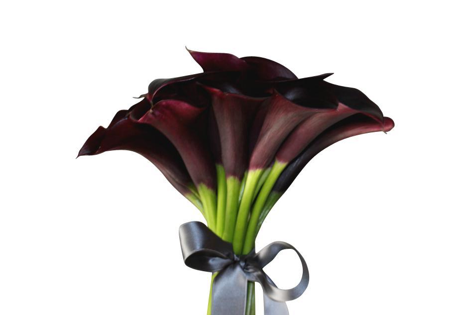 The Wedding Website of Vanessa Jackson and Milton Morgan