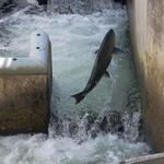 Ballard Locks