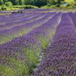 Pelindaba Lavender Farm