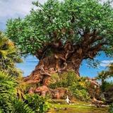 Animal Kingdom