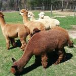 Lasso the Moon Alpaca Farm