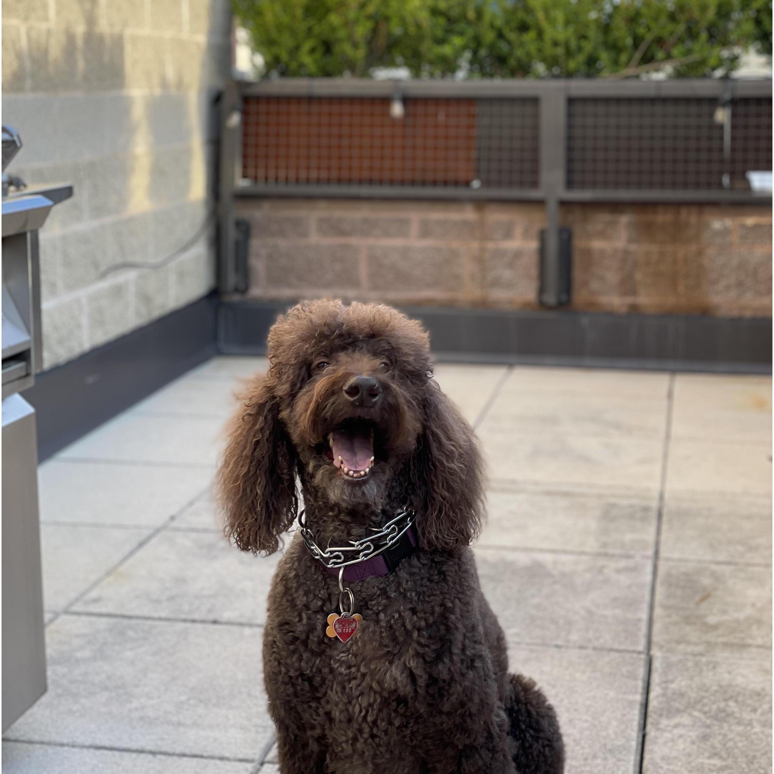 Our goofy girl, Coco