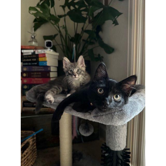 For our 7 year anniversary, we decided to adopt 2 kittens, Jinx (black cat) & Pigeon (gray tabby)! They have grown up to be such loving and fun companions! 07|19|2024