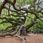 Angel Oak Tree