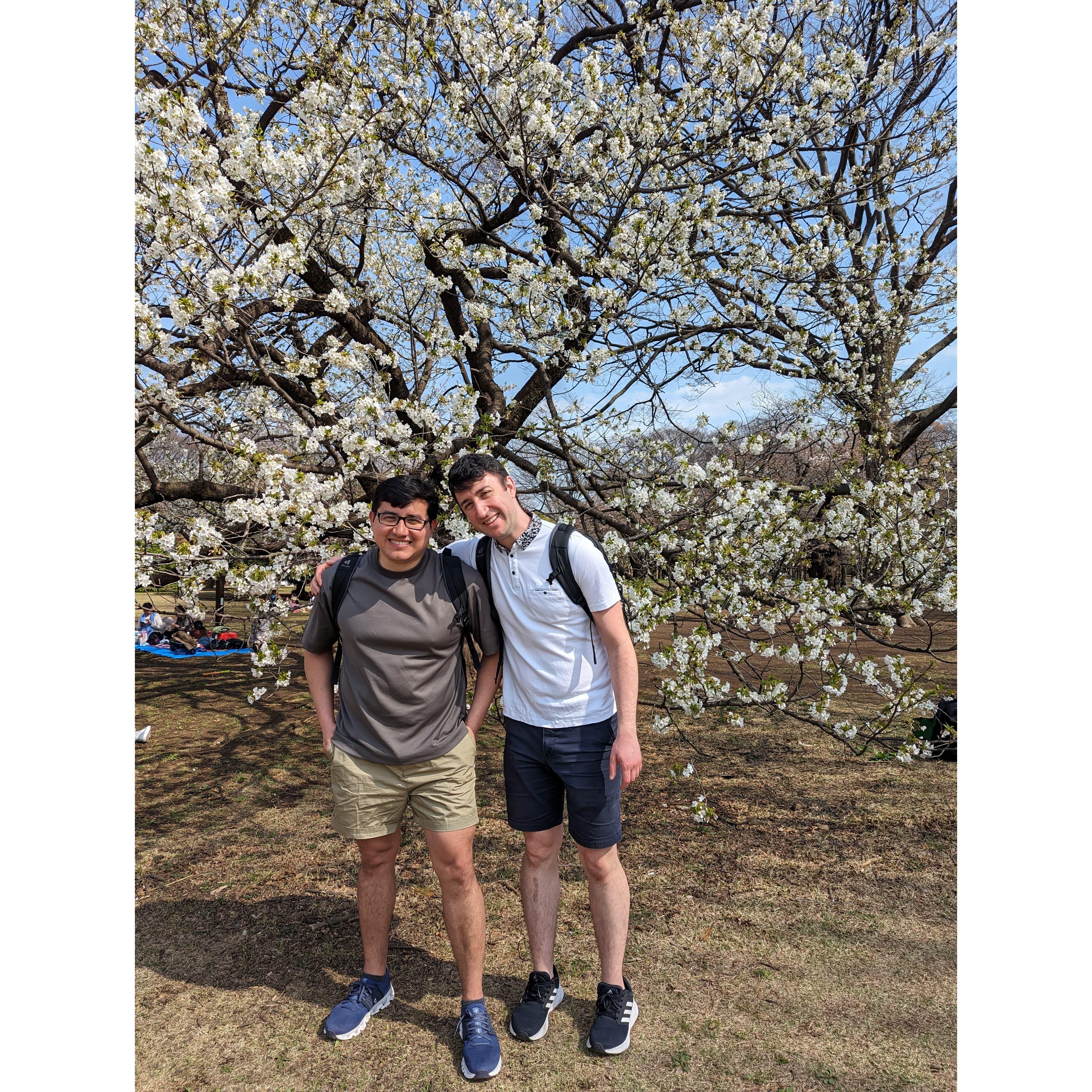 Chasing sakuras!