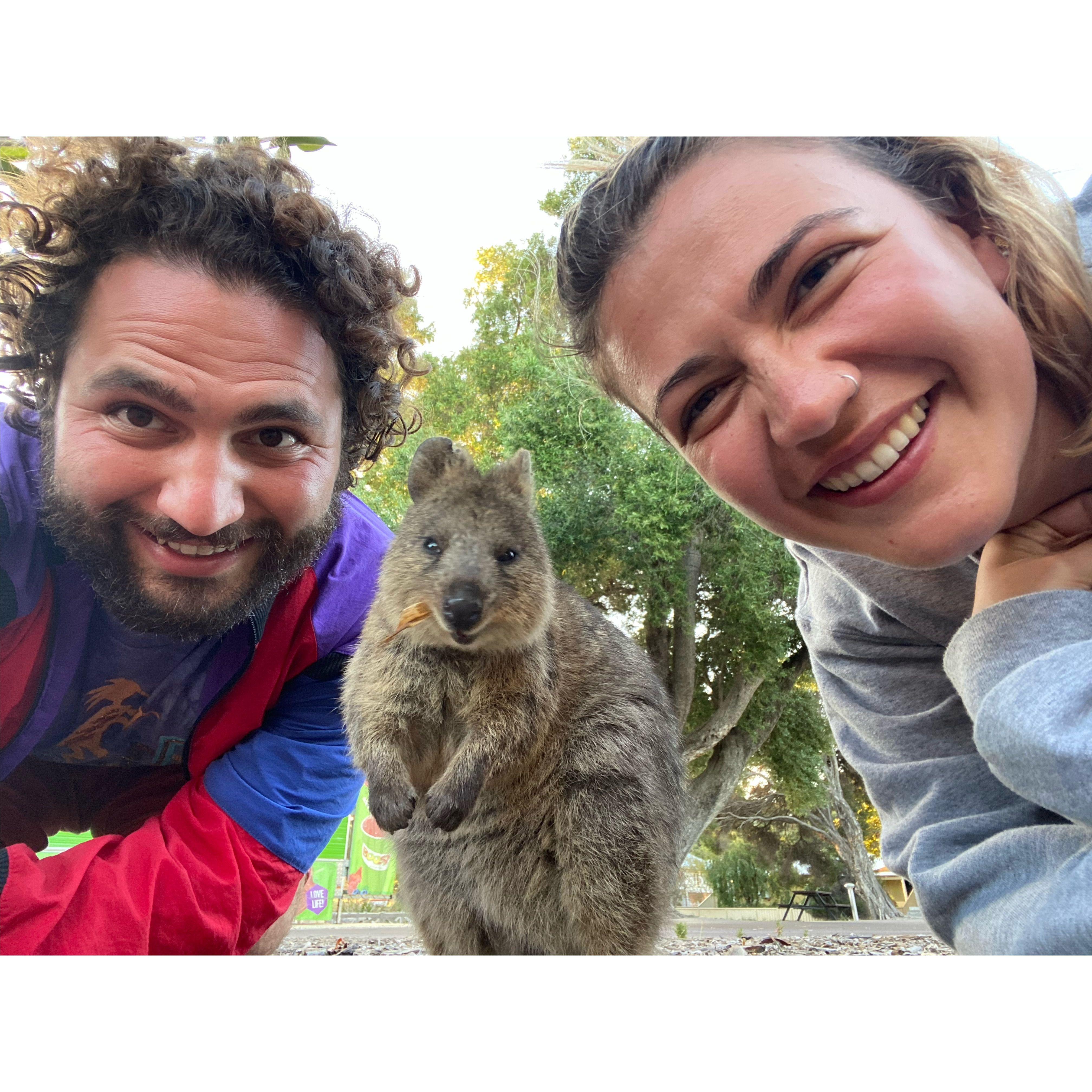 We met the cutest Quokka in West Australia
