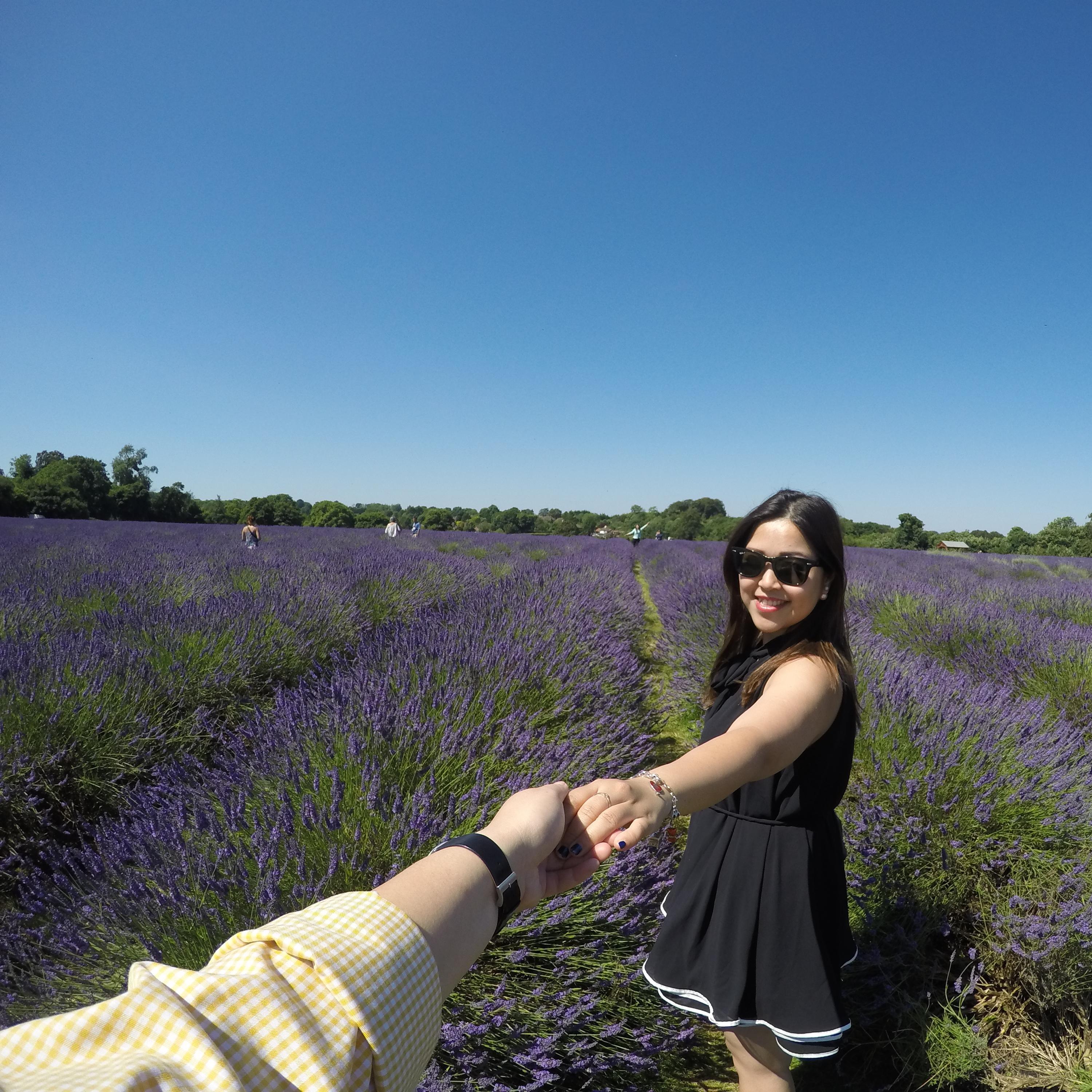 Lavender Field, United Kingdom