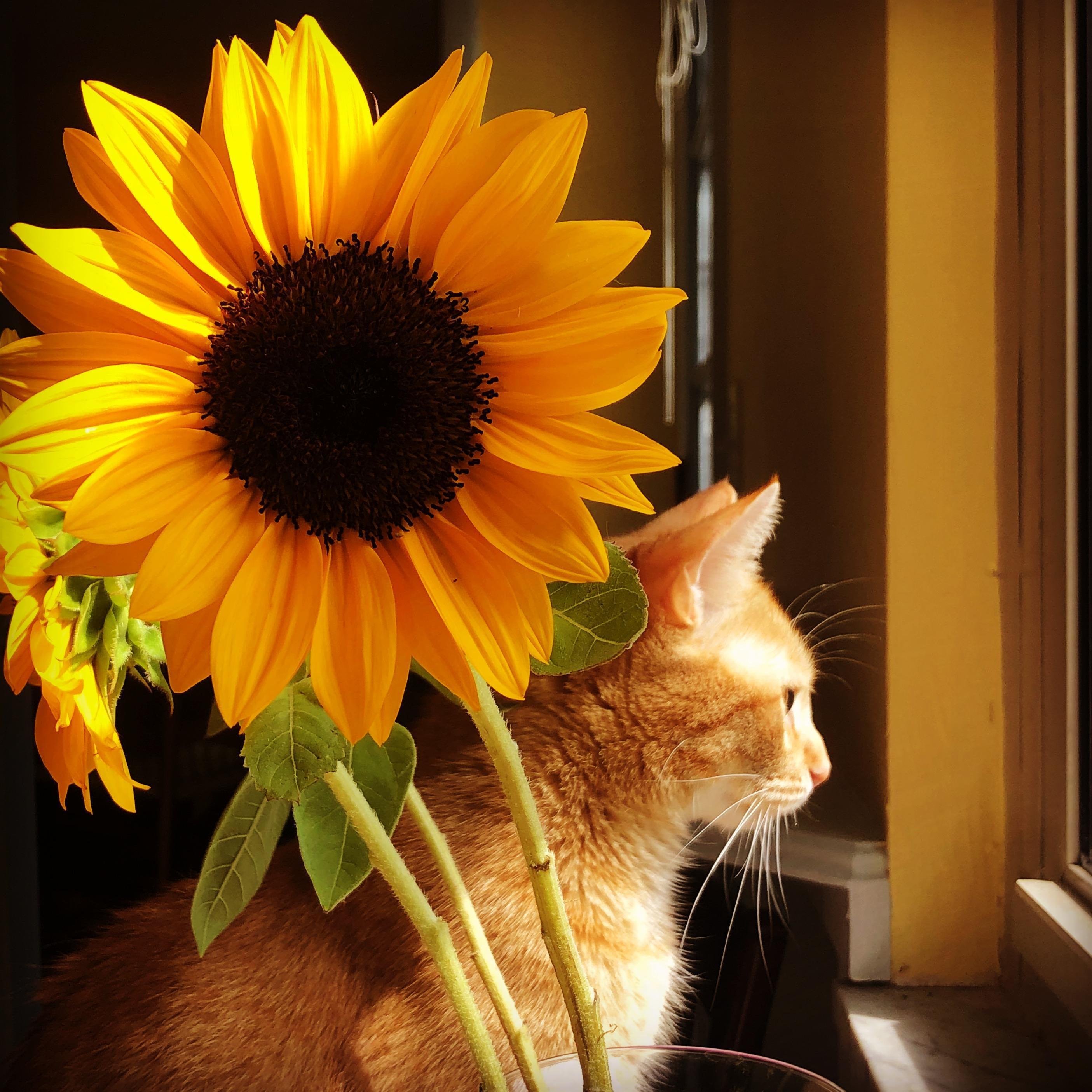 Doc, objectively the best kitty. We will throw down on this point.