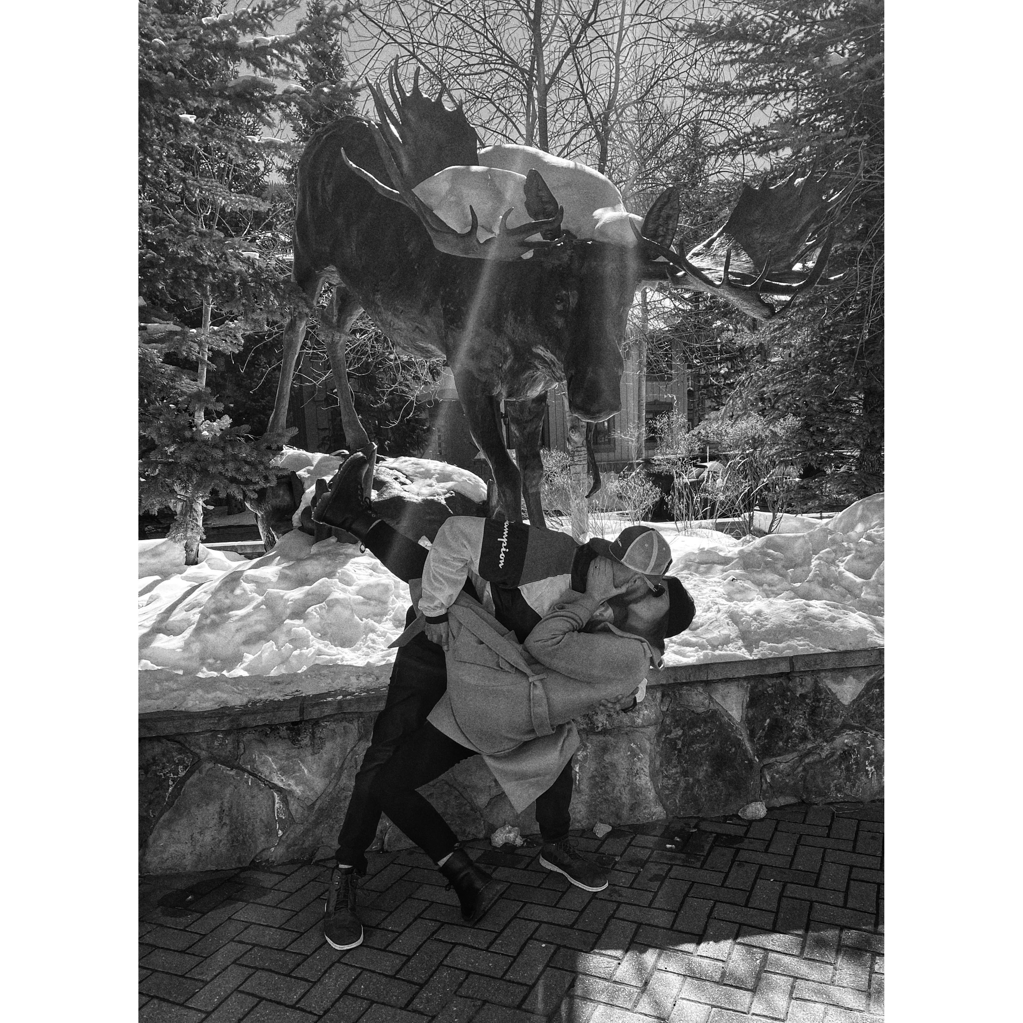 Moose Pic 2.20.2020
