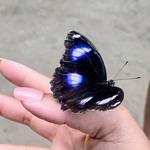 The Butterfly Farm Aruba