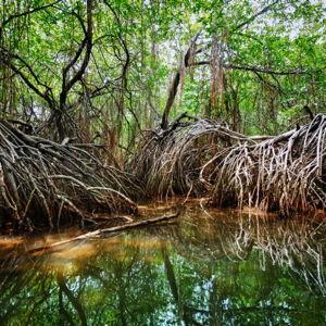 Mangrove Boat Tour